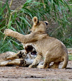 Young tigers and lons in zoo