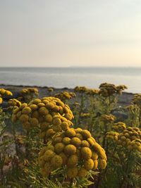 Close-up of plant on beach against sky