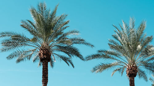 Low angle view of palm tree against clear blue sky