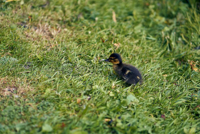 Squirrel on a field