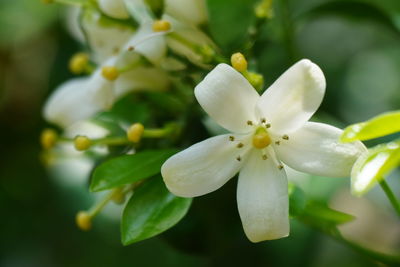 Close-up of white flowering plant