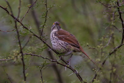 Bird perching on a branch