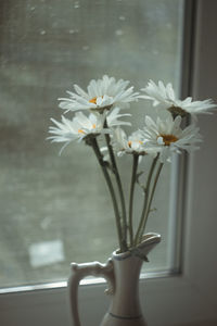 Close-up of white flowers in vase