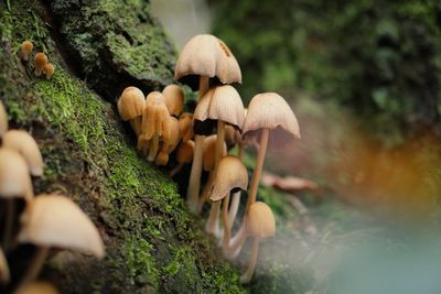 Close-up of mushroom growing in forest