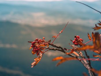 Close-up of red berries on tree autumn moody weather