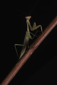 Close-up of insect over black background