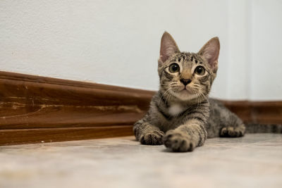 Portrait of cat resting on floor