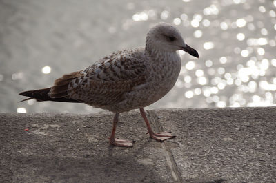 Close-up of seagull perching on retaining wall