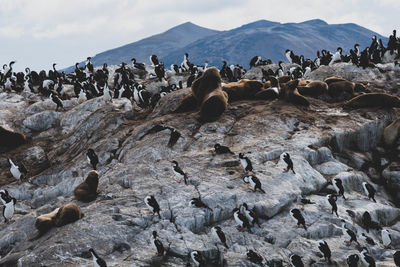 Flock of birds on rocks at beach