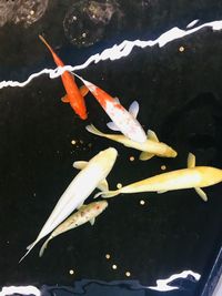 Close-up of koi fish in sea