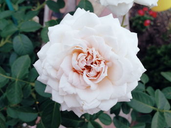 Close-up of white flower blooming outdoors