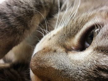 Close-up of cat