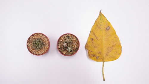 Close-up of yellow autumn leaves over white background