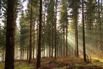 Trees in forest