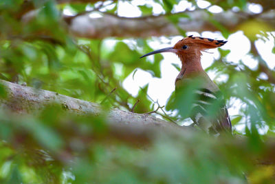 Close-up of a bird on branch