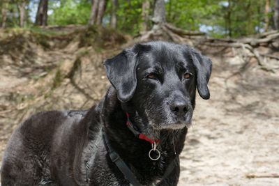 Portrait of black dog