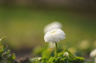 Close-up of white flowering plant on field