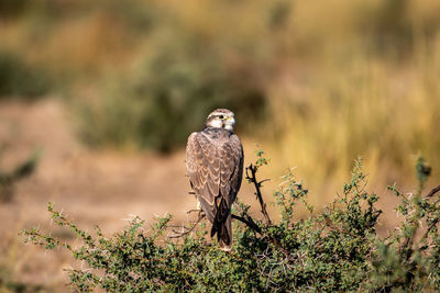 Bird perching on a field