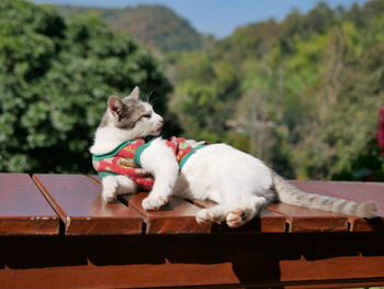 Cat sitting on wood