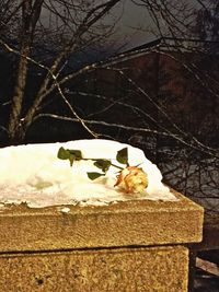 Close-up of cat on tree