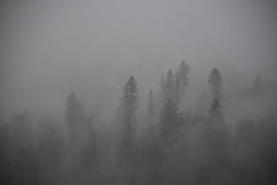 Trees in forest against sky