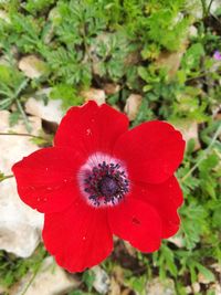 Close-up of red poppy