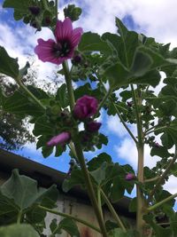 Low angle view of flowers blooming against sky