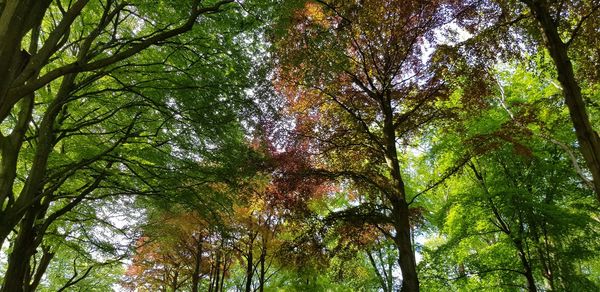 Low angle view of trees in forest