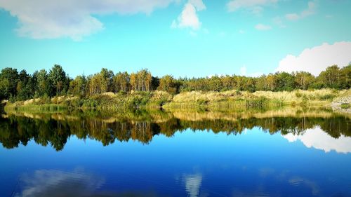 Reflection of trees in calm lake