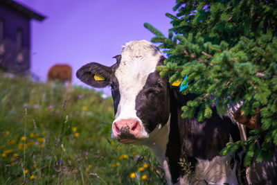 Milka cow at mountains 