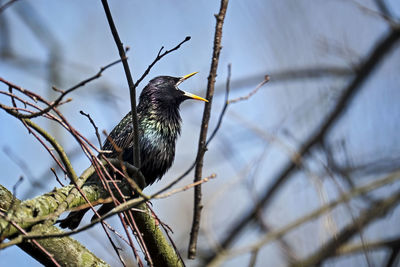 Close-up of bird perching on branch