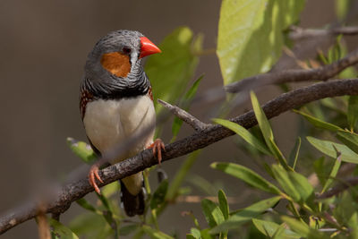 Close-up of bird perching on branch