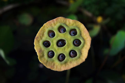 Close-up of lotus pod