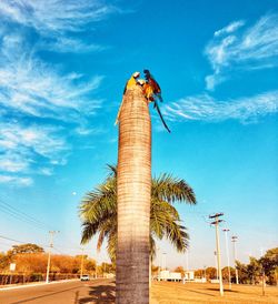 Low angle view of palm trees against blue sky