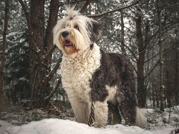 View of a dog in snow