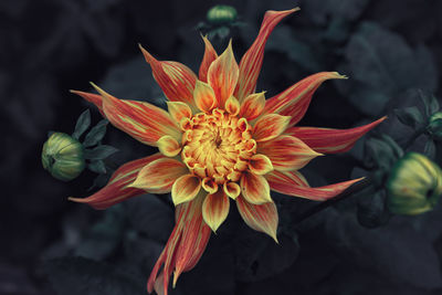 High angle view of flowering plant