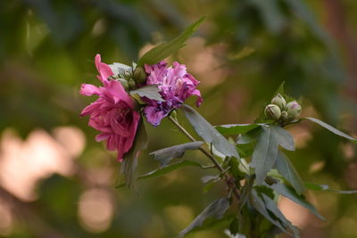 Close-up of pink flowering plant