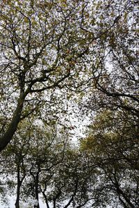 Low angle view of trees against sky