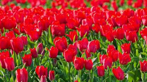 Full frame shot of red tulips