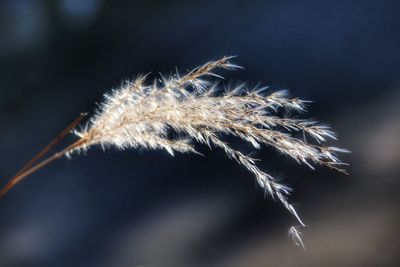 Close-up of plant