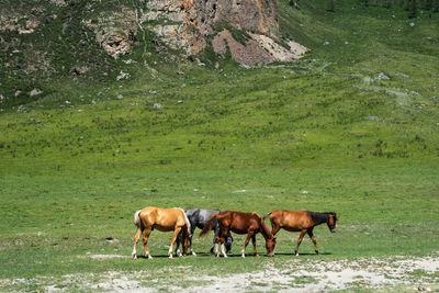 Horses peaceful grazing on lawn.