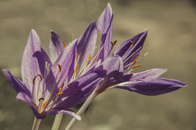 Close-up of purple crocus flower