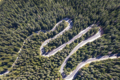 High angle view of road amidst trees