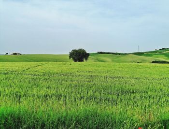 Scenic view of agricultural field against sky