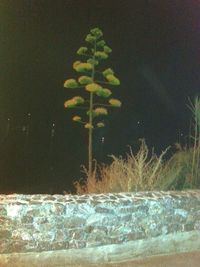 Plants growing in the dark