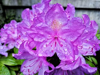 Close-up of wet pink flower blooming outdoors