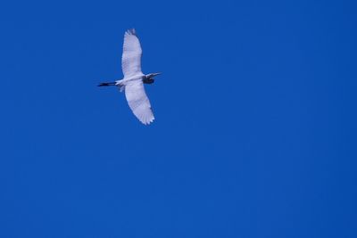 Low angle view of seagull flying in sky