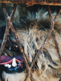 Close-up of lizard in feather