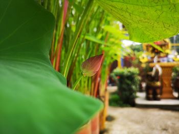 Close-up of green leaves on plant