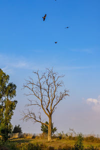 Low angle view of birds flying in the sky